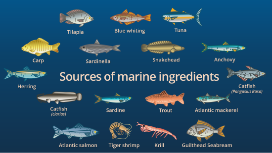 Marine Ingredients: From Start To End | IFFO - The Marine Ingredients ...